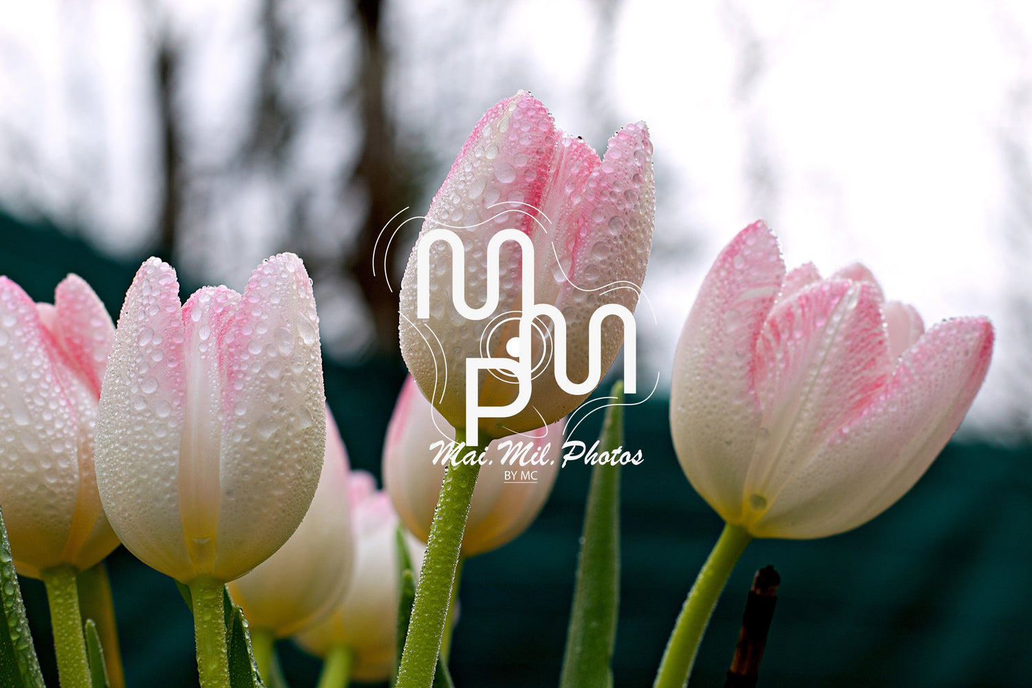 Collection Organic Nature